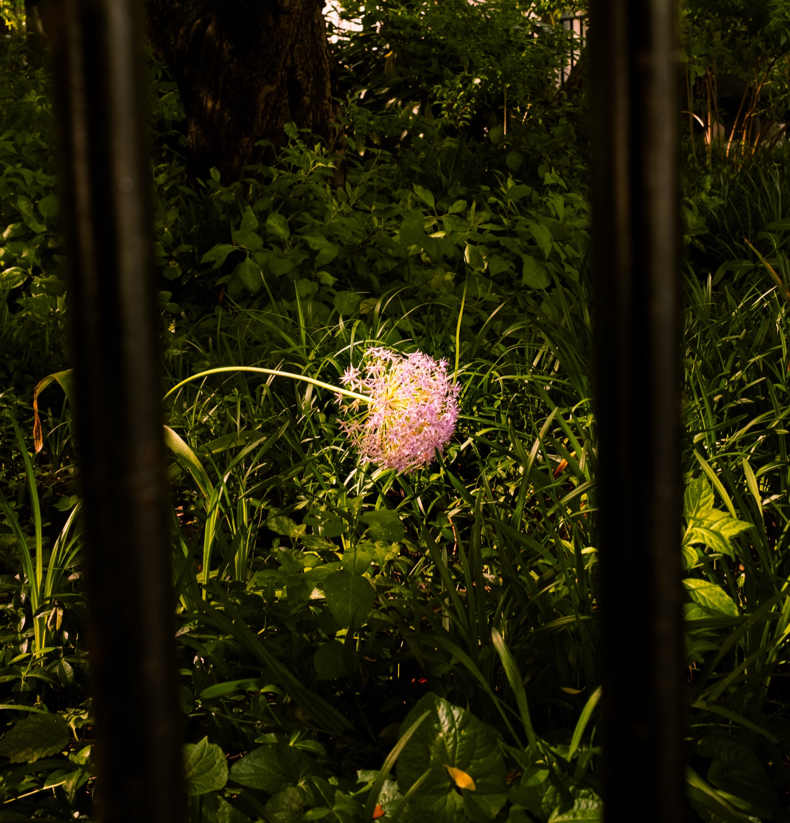 An allium flower glimpsed through an iron fence