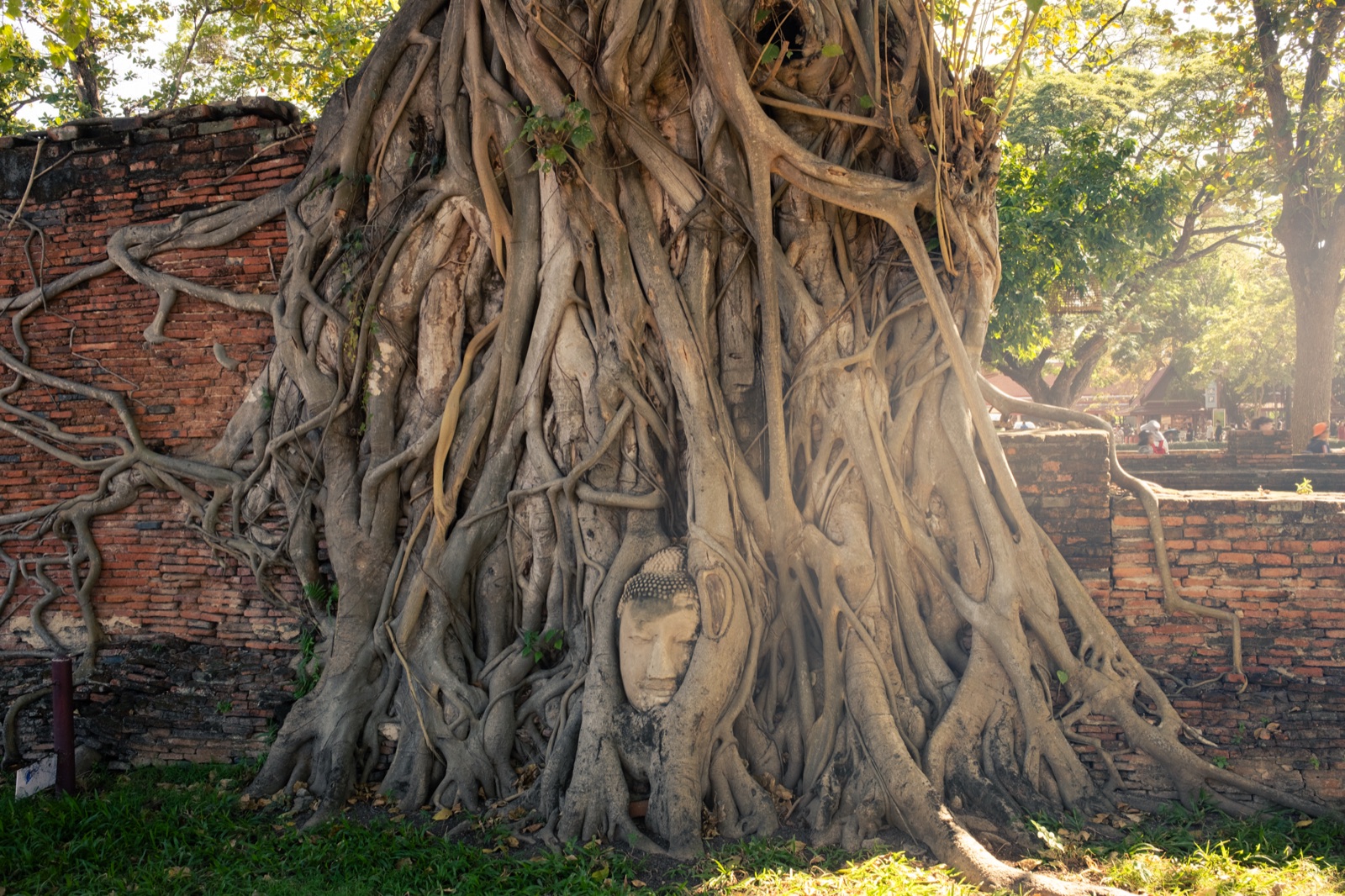Stone Buddha head entwined in tree roots, Ayutthaya