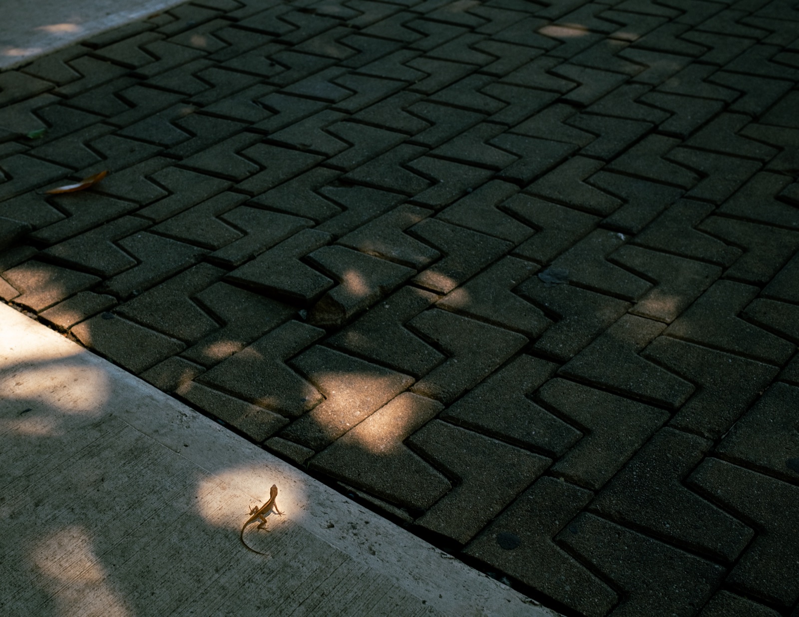A small lizard on patterned pavement in dappled light