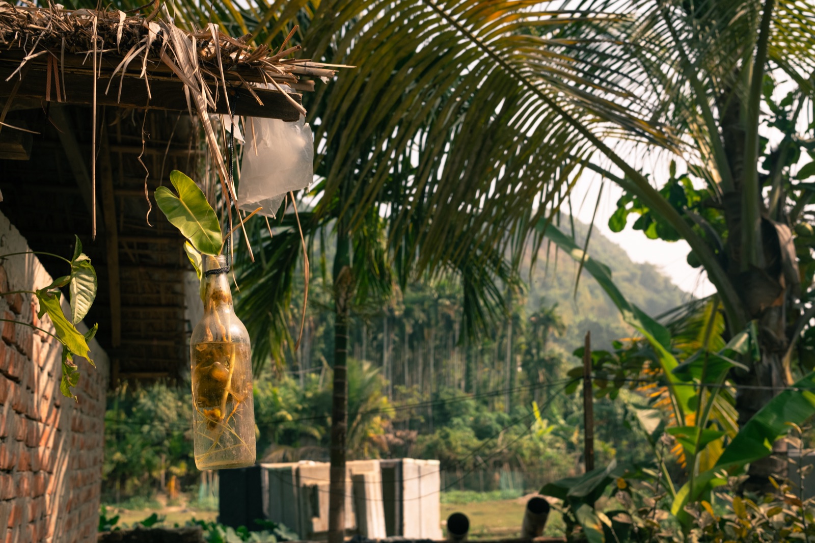 A tropical hut framed by palms in warm light