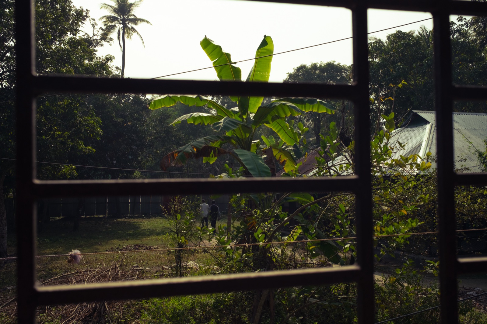 Banana trees seen through window bars